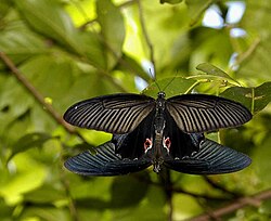 Spangles mating Spangles mating - Yuwaraj Gurjar.jpg