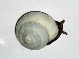 Sphincterochila candidissima viva 02.jpg