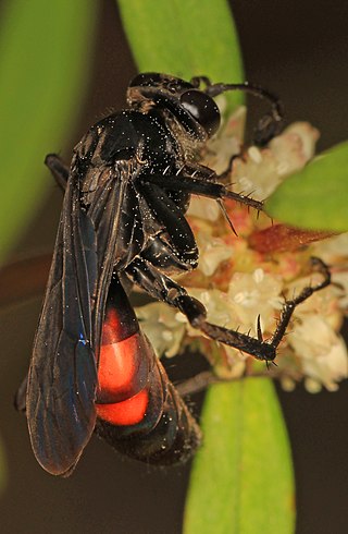 <i>Anoplius americanus</i> Species of wasp