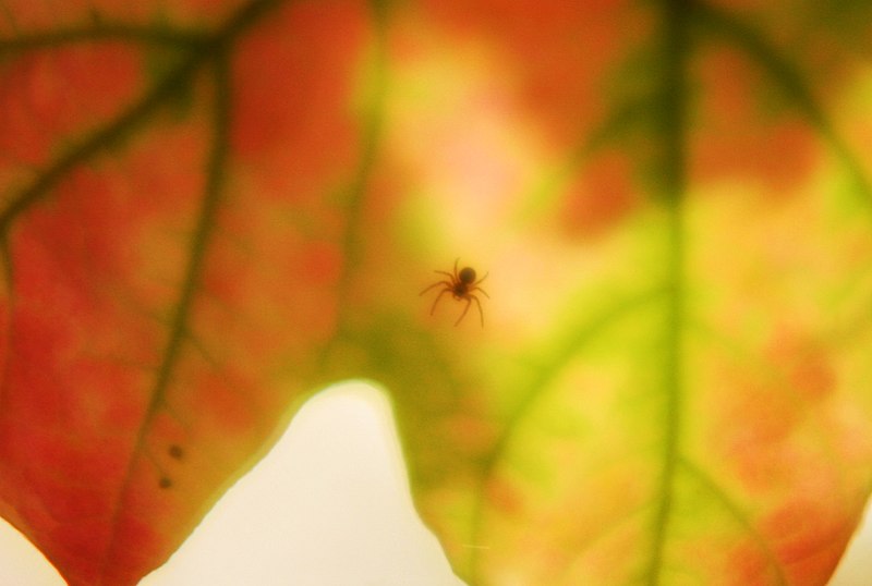 File:Spider in its World (1589701124).jpg