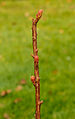 Spiraea japonica 'Goldflame'. Prachtig uitlopend gemarmerd blad.