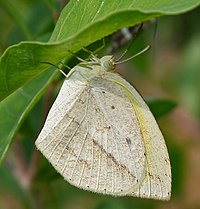 Haydaroboddagi beg'ubor Grass Yellow (Eurema laeta), AP W IMG 0553.jpg