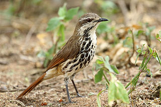 Spotted palm thrush