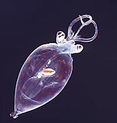 Juvenile planktonic squid