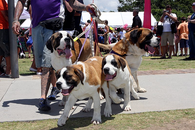 File:St. Bernards (6719106727).jpg