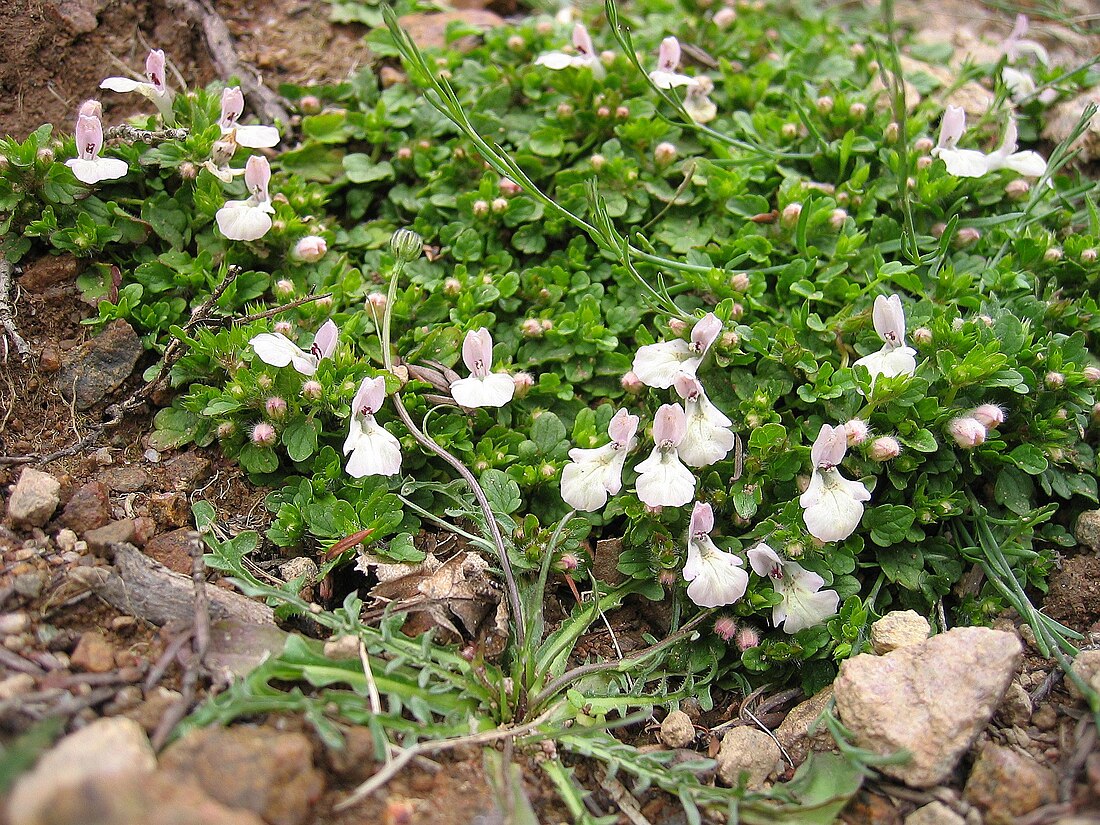 Stachys corsica