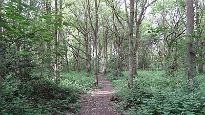 Stanmore Country Park, London