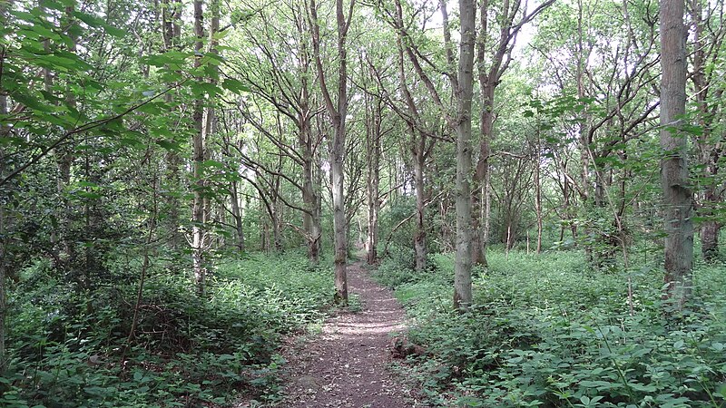 File:Stanmore Country Park 3.JPG