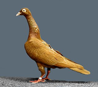 <span class="mw-page-title-main">Stargard Shaker</span> Breed of pigeon