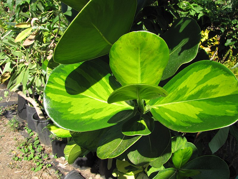 File:Starr-110215-1324-Clusia rosea-variegated foliage-KiHana Nursery Kihei-Maui (25049744606).jpg