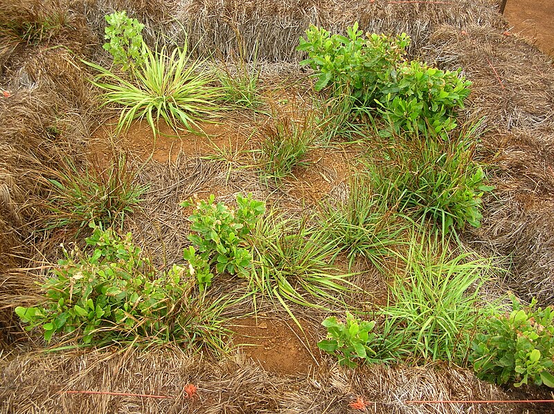 File:Starr 041228-2398 Eragrostis variabilis.jpg