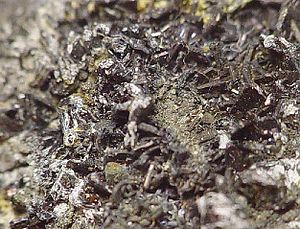 Sternbergite-Pyrargyrite-21686.jpg