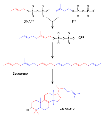 Terpene and steroids biosynthesis