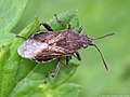 Stictopleurus punctatonervosus (Goeze, 1778)