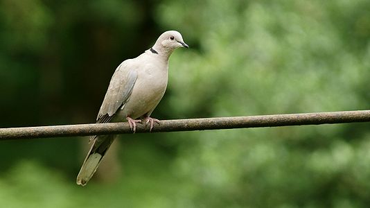 Eurasian Collared Dove (Streptopelia decaocto), Forest How, Eskdale, Cumbria