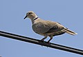 * Nomination Eurasian collared dove (Streptopelia decaocto). Mersin, Turkey. --Zcebeci 06:12, 20 July 2017 (UTC) * Promotion Good quality. --Ermell 07:07, 20 July 2017 (UTC)