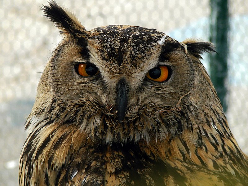 File:Strigiformes- Owl - جغد، پرنده شکاری 03.jpg