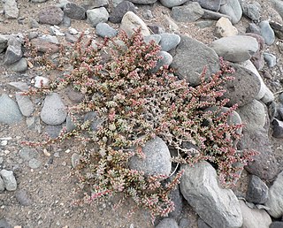 <i>Suaeda vermiculata</i> Species of flowering plant