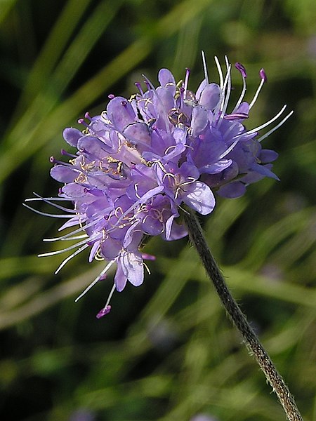 File:Succisa pratensis01.jpg