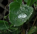 Sweet Pea Leaf and Tendril (295619076).jpg