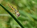 Schwebefliege im Garten