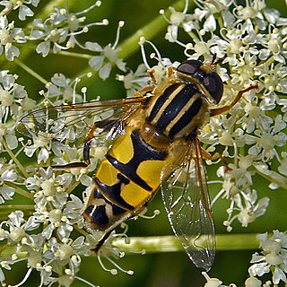 <i>Helophilus trivittatus</i> Species of fly