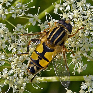 Helophilus trivittatus