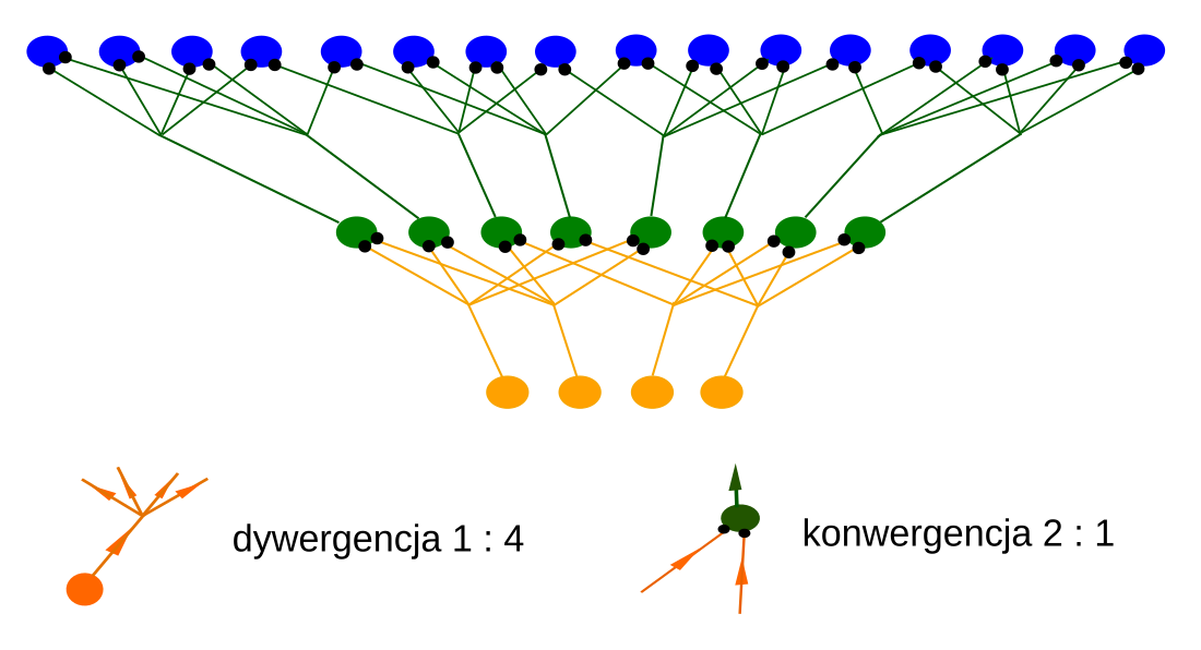 Analizator (fizjologia)