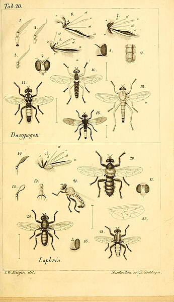 File:Systematische Beschreibung der bekannten europäischen zweiflügeligen Insekten Tome 2 1820 Tab 20.jpg