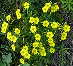 Oxalis pes-caprae