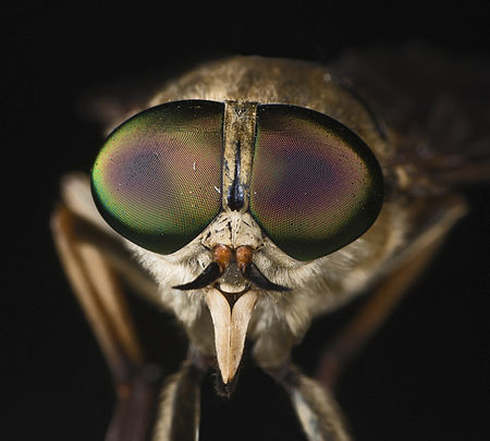 Tập_tin:Tabanus_sudeticus_MHNT_Portrait.jpg