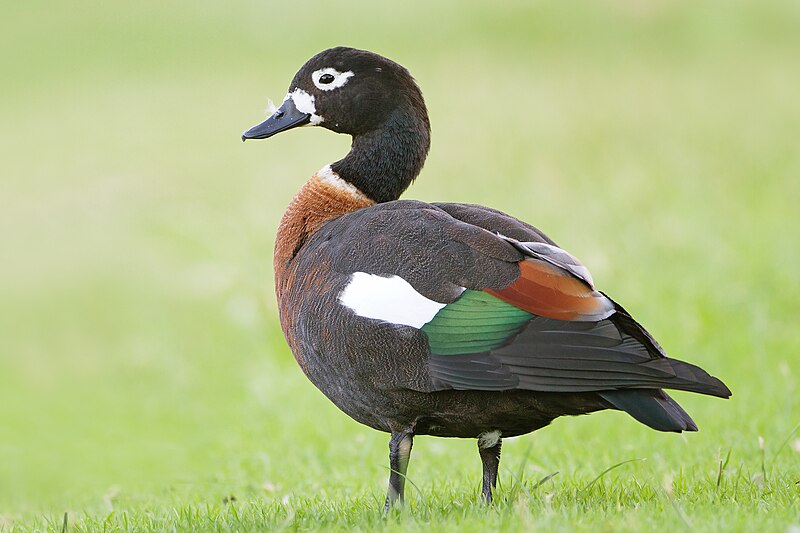 File:Tadorna tadornoides female 1 - Perth.jpg