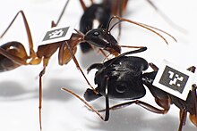 TaggedCamponotus1.jpg