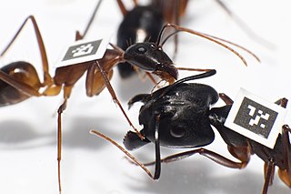 Camponotus fellah is a species of ant in the subfamily Formicinae found across the Middle East and North Africa. This species was formally described by Dalla Torre in 1893. A C. fellah queen holds the record for Israeli ant longevity, surviving for 26 years (1983-2009) in a laboratory environment.