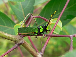 Taphronota ferruginea