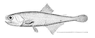 <i>Tarletonbeania</i> Genus of fishes