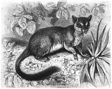 Black and white line drawing of a brush-tailed phascogale