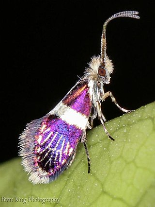 <i>Tasmantrix nigrocornis</i> Species of moth