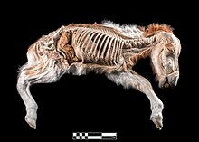 A dehydrated anatomical specimen Technique of dehydration applied in a foal.jpg