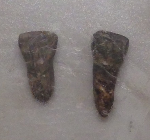 Teeth of Yuanmou Man (Cast) - cropped.png