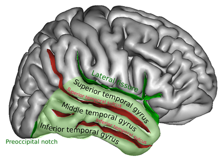 Cortex auditif — Wikipédia