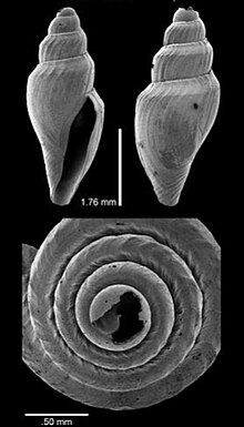 Tenaturris epomis 001.jpg