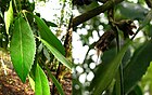 Tepa (Laurelia phillipiana) - list & ovoce.jpg
