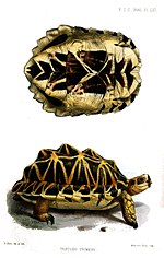 Thumbnail for Tent tortoise