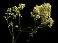 * Nomination: Inflorescence of Thalictrum lucidum. --Bff 21:50, 5 September 2018 (UTC) * * Review needed