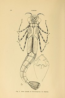 <i>Chorismagrion</i> Genus of damselflies