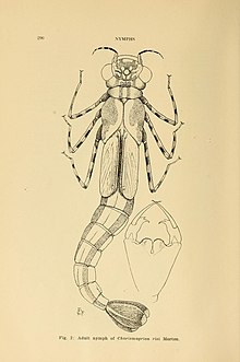 Avstraliya zoologi (1954) (20356878391) .jpg