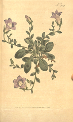 "[ 404 ] Campanula Mollis. Soft Bell-Flower."