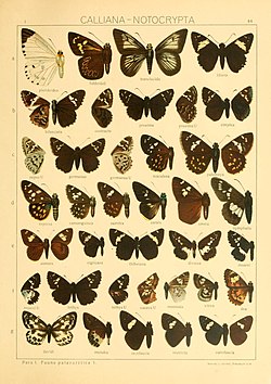 Die Macrolepidoptera der Welt (Taf. 84) (8145273679) .jpg