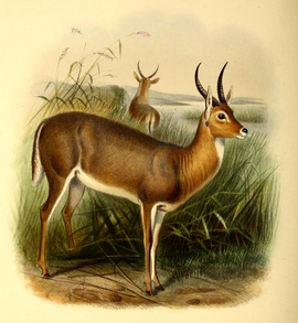 The book of antelopes (1894) Cervicapra arundinum.png
